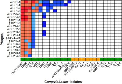 Isolation and Characterization of Group III Campylobacter jejuni–Specific Bacteriophages From Germany and Their Suitability for Use in Food Production